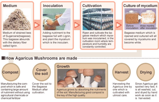 How Agaricus Myceliums are made