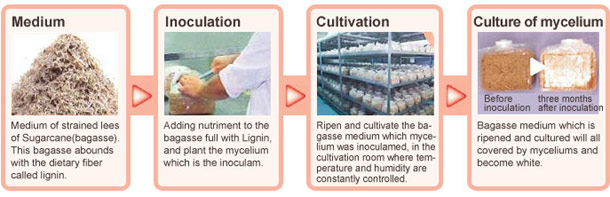 How Agaricus Myceliums are made