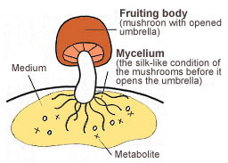 Agaricus Mycelium