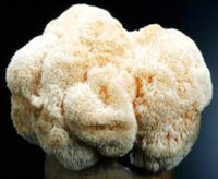 Lion's Mane Mushroom