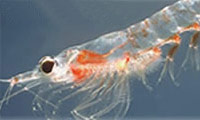 Krill Oil