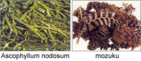 Ascophyllumplus