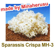 Sparassis Crispa MH-3