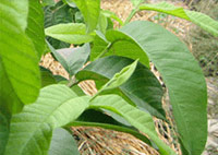Guava leaves