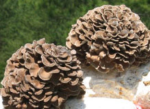 Maitake