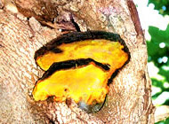 Phellinus linteus