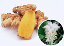 Autumn Turmeric
