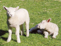 Sheep placenta