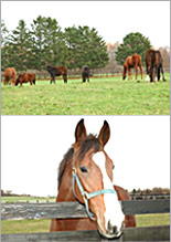 Horse Placenta