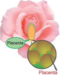 Rose Placenta