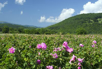 Damask Rose