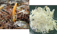 Cordyceps Sinensis