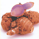 Purple turmeric