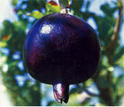 Black pomegranate