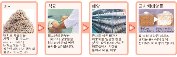아가리쿠스버섯 균사체가 완성되기까지