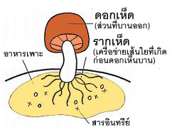รากเห็ดอะการิคัสคือ