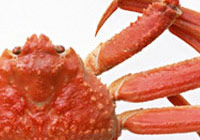 Mind Ace – ไคโตซาน (Chitosan) แบบละลายน้ำได้