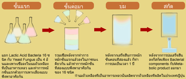 กว่าจะได้เป็น Lactic Acid Bacteria-producing substance