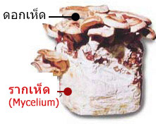 LEM extract