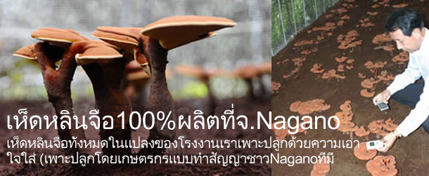 เห็ดหลินจือบริสุทธิ์ (เห็ดหลินจือNaoiGY100%)