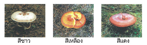 เห็ดหลินจือ
