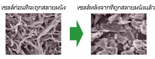 เห็ดหลินจือ