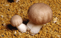 Sử dụng (tai＋sợi) nấm Agaricus ở vùng Okinawa