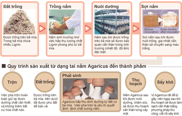 Quy trình sản xuất từ nuôi trồng đến hình thành sợi nấm Agaricus