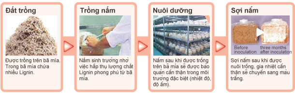 Quy trình sản xuất từ nuôi trồng đến hình thành sợi nấm Agaricus