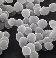 Vi khuẩn axit lactic dạng mớiEF-621K