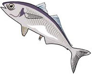 Sardine Pepides