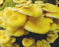 Chiết xuất Cornucopiae là gì ?