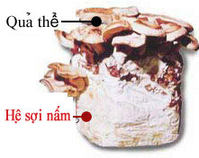 LEM (chiết xuất từ môi trường nuôi sợi nấm Shiitake) là gì?