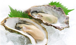 oyster