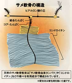 軟骨補給 サメ軟骨