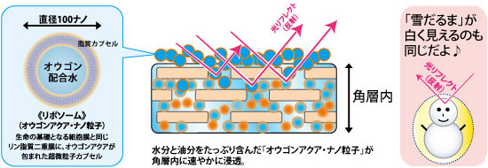 オウゴンアクア・ナノ粒子で、角層内に水分、脂分を速やかに浸透