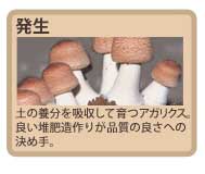アガリクス茸ができるまで2