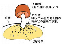 アガリクス菌糸体