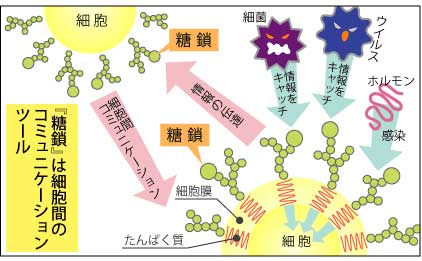糖鎖は、細胞間のコミュニケーションツール