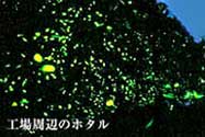工場周辺のホタル