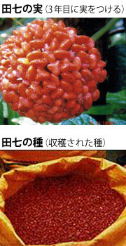 田七人参