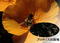 プロポリス