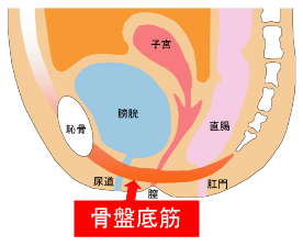 産後のトレーニング 腹筋と内転筋について 天使のたまごオフィシャルブログ