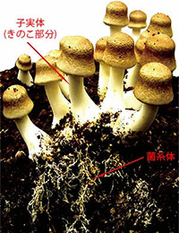姫マツタケ(岩出101株)