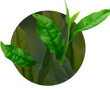 緑茶