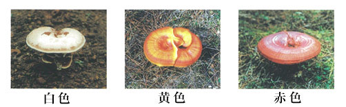 nissan_reishi04.jpg