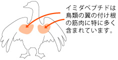 イミダペプチド