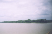 紫イペの原木を探してアマゾン川を遡っているところ。