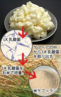 ケフィアの中からLK乳酸菌を取り出す