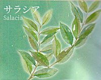 サラシア